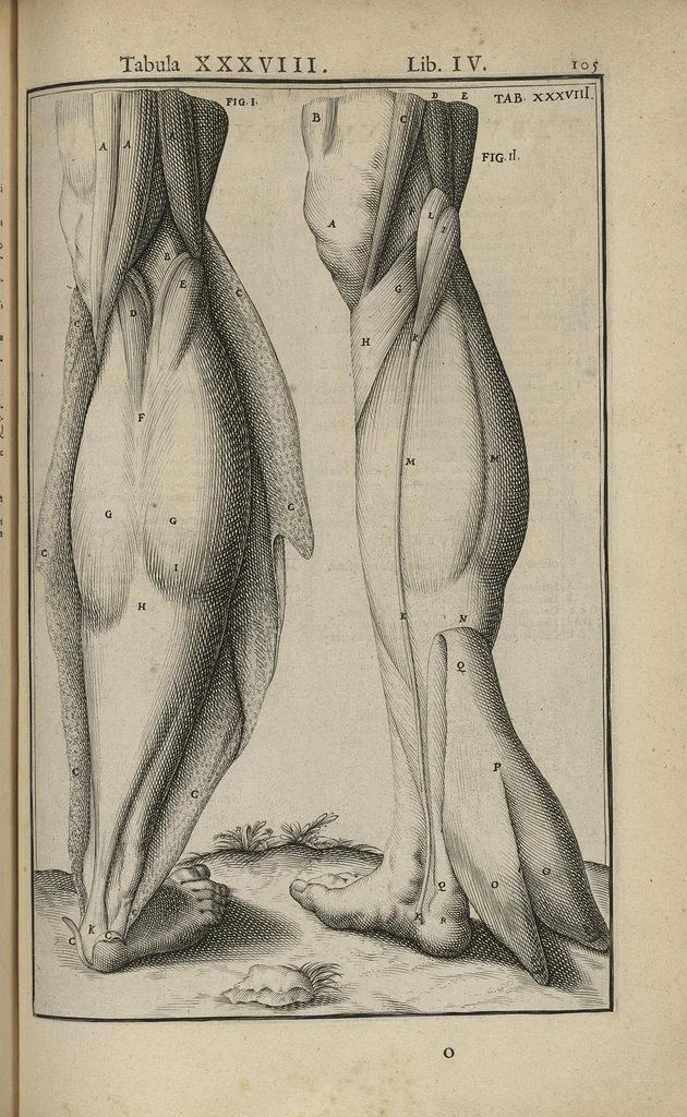 An illustration from Adriani Spigelii Bruxellensis Opera quae extant, omnia, ex recensione Ioh. Antonidae Vander Linden, 1645, leaf 448