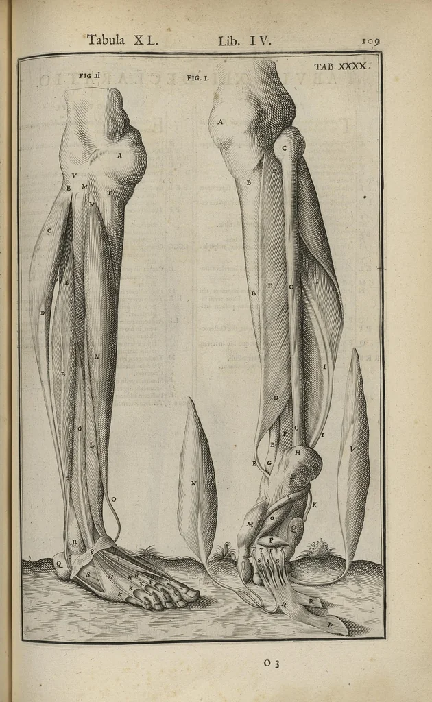 An illustration from Adriani Spigelii Bruxellensis Opera quae extant, omnia, ex recensione Ioh. Antonidae Vander Linden, 1645, leaf 452
