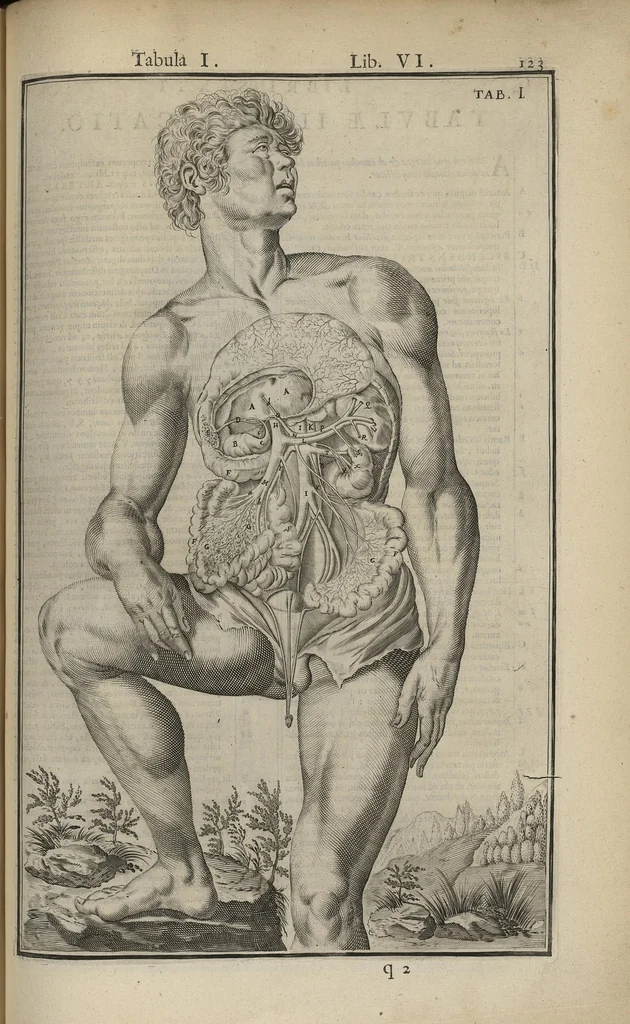 An illustration from Adriani Spigelii Bruxellensis Opera quae extant, omnia, ex recensione Ioh. Antonidae Vander Linden, 1645, leaf 466