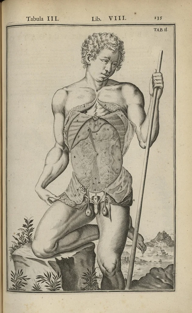 An illustration from Adriani Spigelii Bruxellensis Opera quae extant, omnia, ex recensione Ioh. Antonidae Vander Linden, 1645, leaf 478