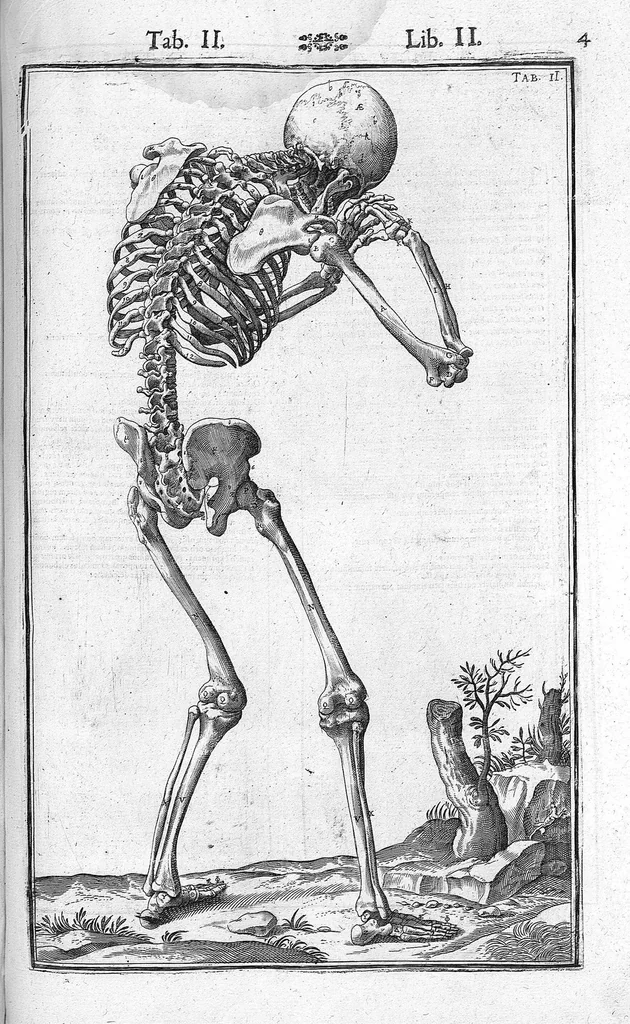 An illustration from Tabulae anatomicae LXXIIX omnes novae nec ante hac visae. Edit. par Daniel Bucretius, 1627, leaf 11
