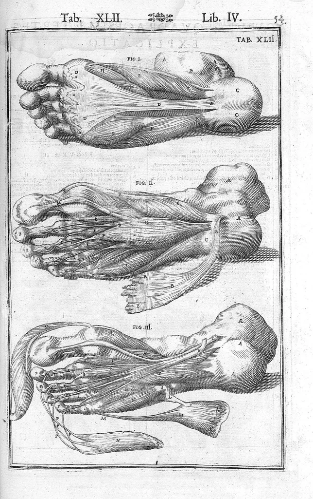 An illustration from Tabulae anatomicae LXXIIX omnes novae nec ante hac visae. Edit. par Daniel Bucretius, 1627, leaf 111
