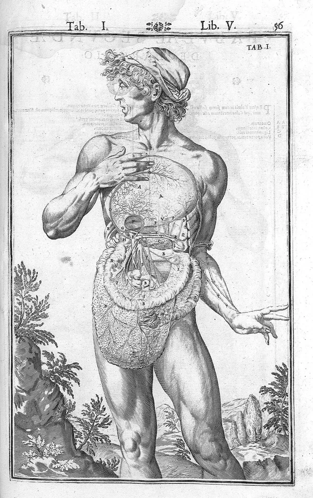 An illustration from Tabulae anatomicae LXXIIX omnes novae nec ante hac visae. Edit. par Daniel Bucretius, 1627, leaf 115