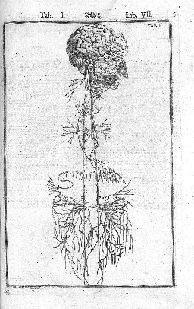 An illustration from Tabulae anatomicae LXXIIX omnes novae nec ante hac visae. Edit. par Daniel Bucretius, 1627, leaf 125