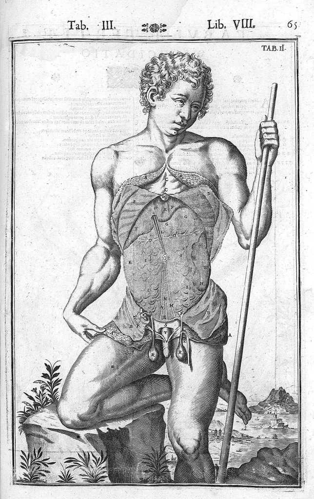 An illustration from Tabulae anatomicae LXXIIX omnes novae nec ante hac visae. Edit. par Daniel Bucretius, 1627, leaf 133