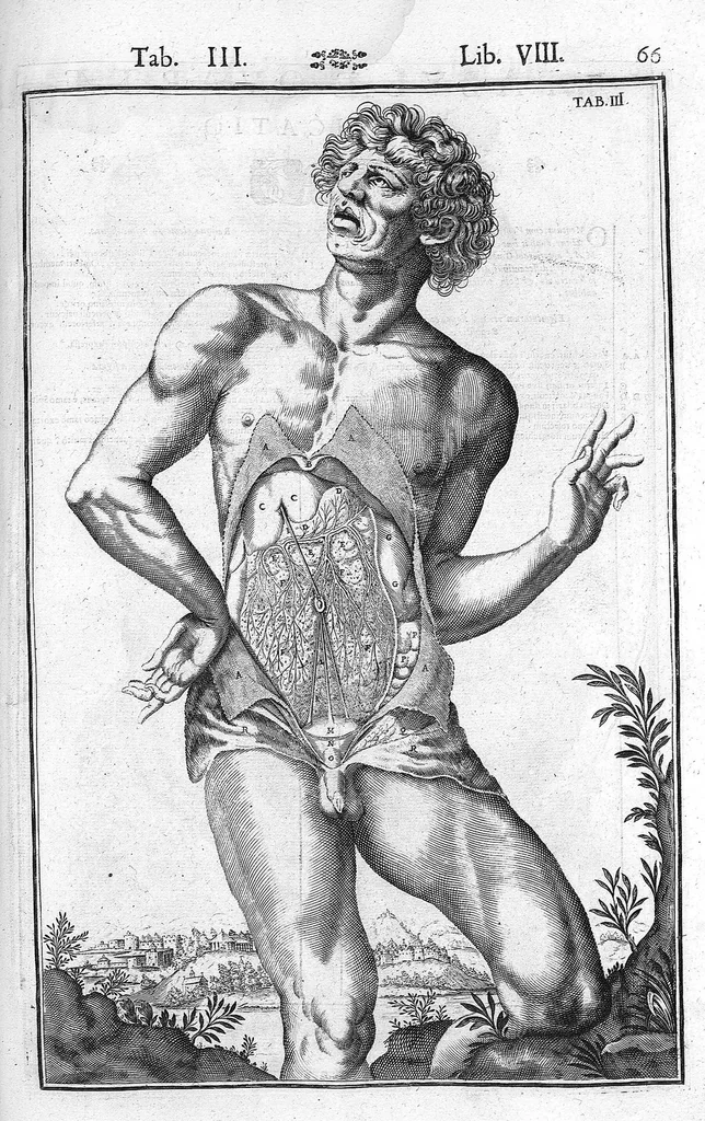 An illustration from Tabulae anatomicae LXXIIX omnes novae nec ante hac visae. Edit. par Daniel Bucretius, 1627, leaf 135