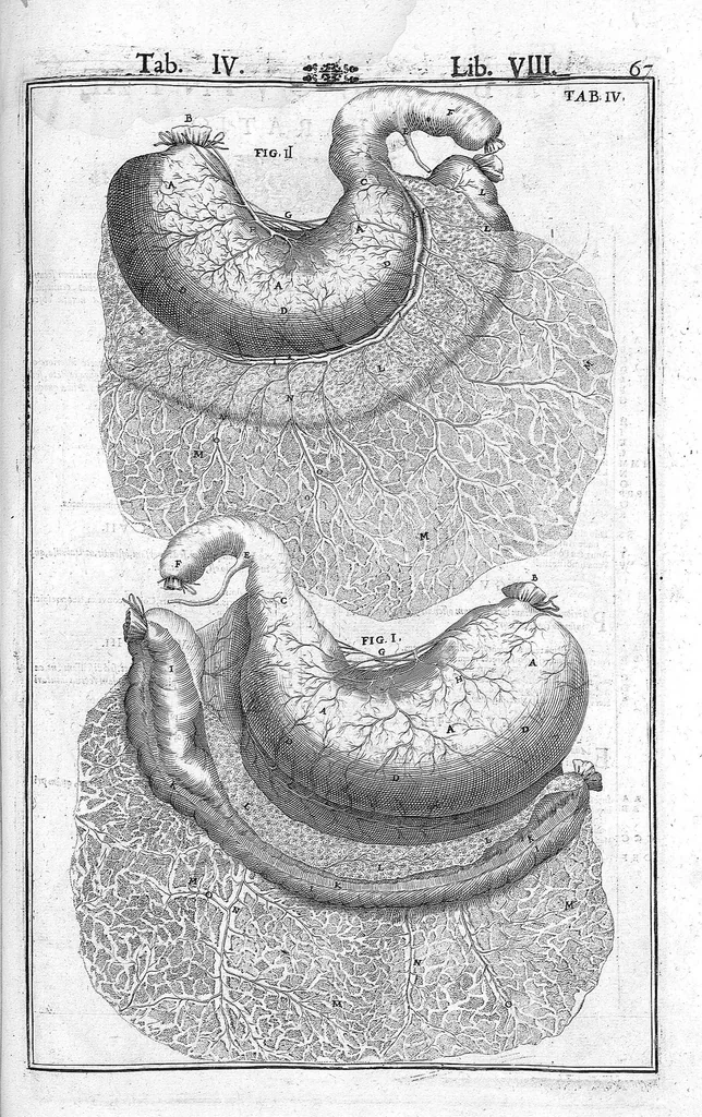 An illustration from Tabulae anatomicae LXXIIX omnes novae nec ante hac visae. Edit. par Daniel Bucretius, 1627, leaf 137