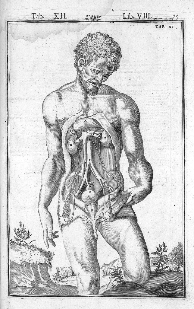 An illustration from Tabulae anatomicae LXXIIX omnes novae nec ante hac visae. Edit. par Daniel Bucretius, 1627, leaf 153