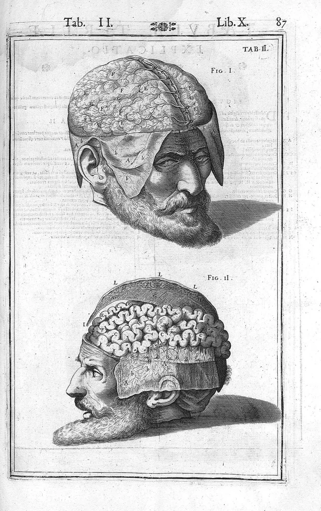 An illustration from Tabulae anatomicae LXXIIX omnes novae nec ante hac visae. Edit. par Daniel Bucretius, 1627, leaf 177