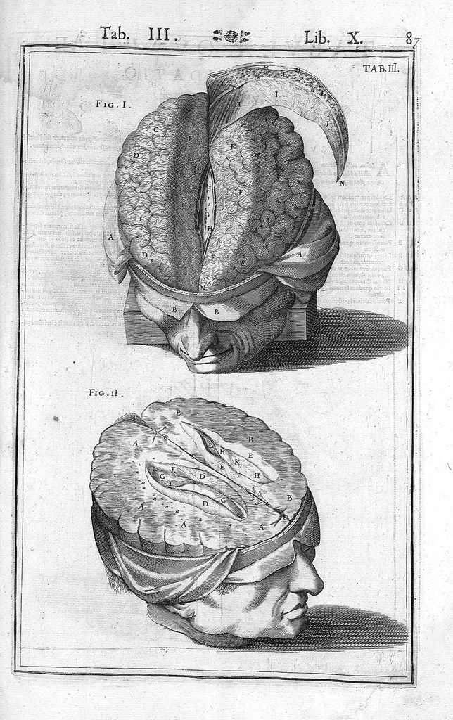 An illustration from Tabulae anatomicae LXXIIX omnes novae nec ante hac visae. Edit. par Daniel Bucretius, 1627, leaf 179
