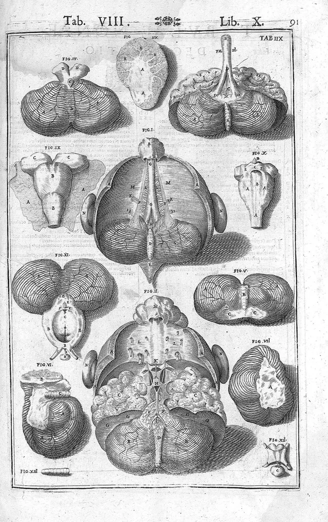 An illustration from Tabulae anatomicae LXXIIX omnes novae nec ante hac visae. Edit. par Daniel Bucretius, 1627, leaf 189
