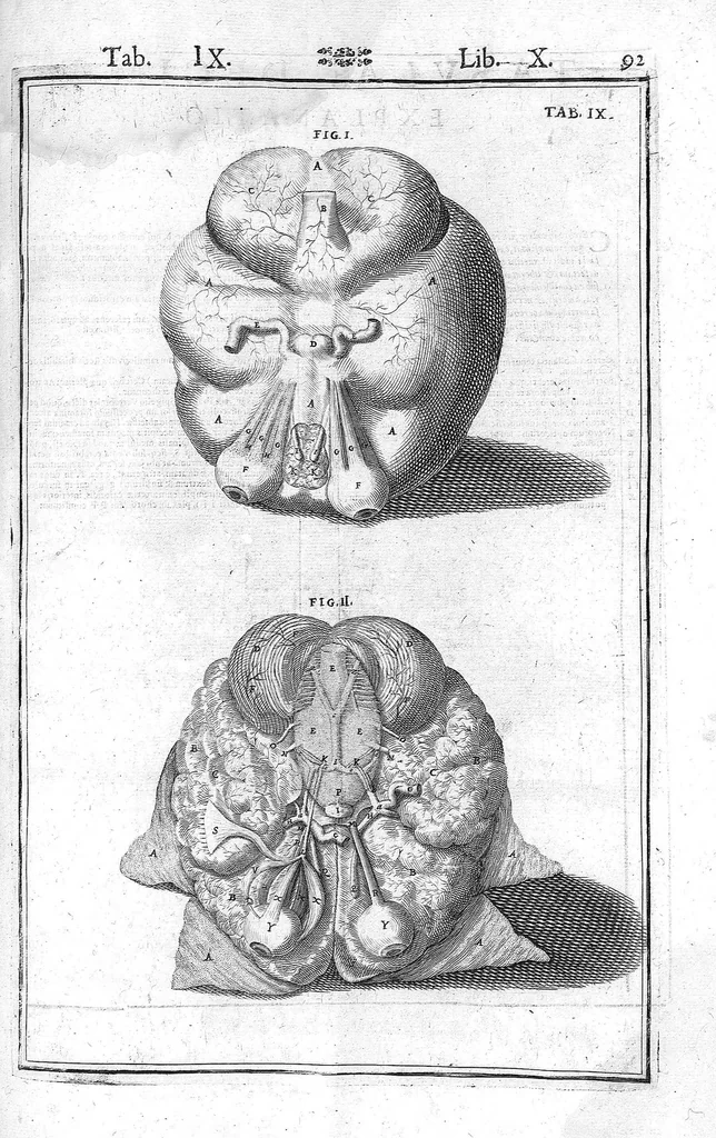 An illustration from Tabulae anatomicae LXXIIX omnes novae nec ante hac visae. Edit. par Daniel Bucretius, 1627, leaf 191