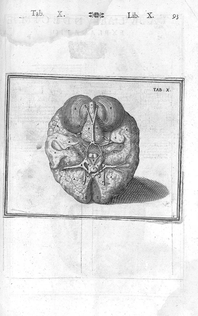 An illustration from Tabulae anatomicae LXXIIX omnes novae nec ante hac visae. Edit. par Daniel Bucretius, 1627, leaf 193