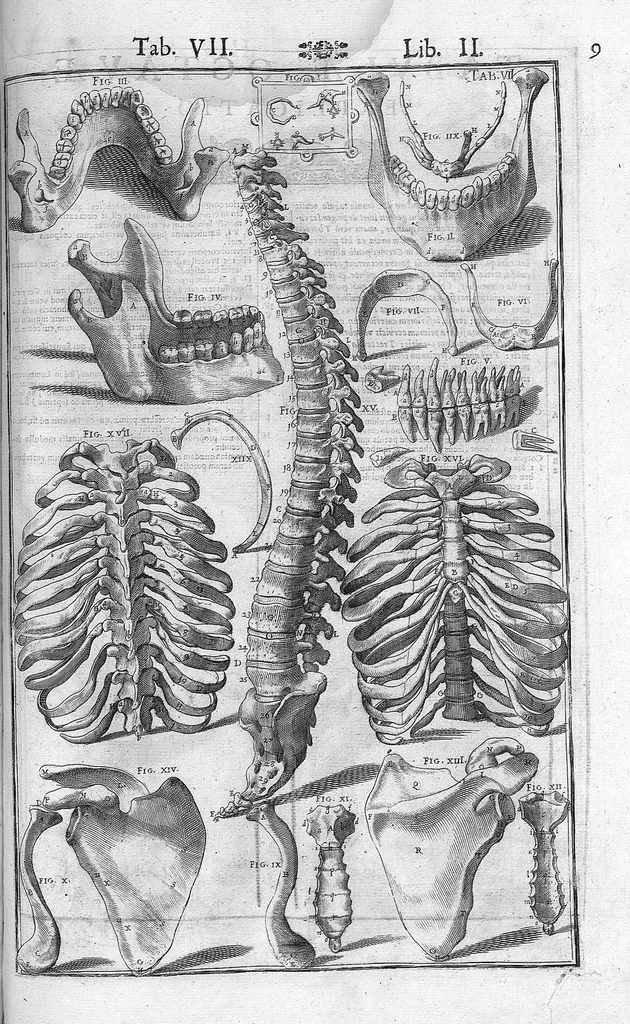 An illustration from Tabulae anatomicae LXXIIX omnes novae nec ante hac visae. Edit. par Daniel Bucretius, 1627, leaf 21