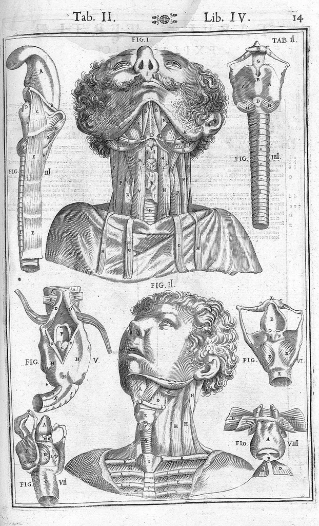 An illustration from Tabulae anatomicae LXXIIX omnes novae nec ante hac visae. Edit. par Daniel Bucretius, 1627, leaf 31