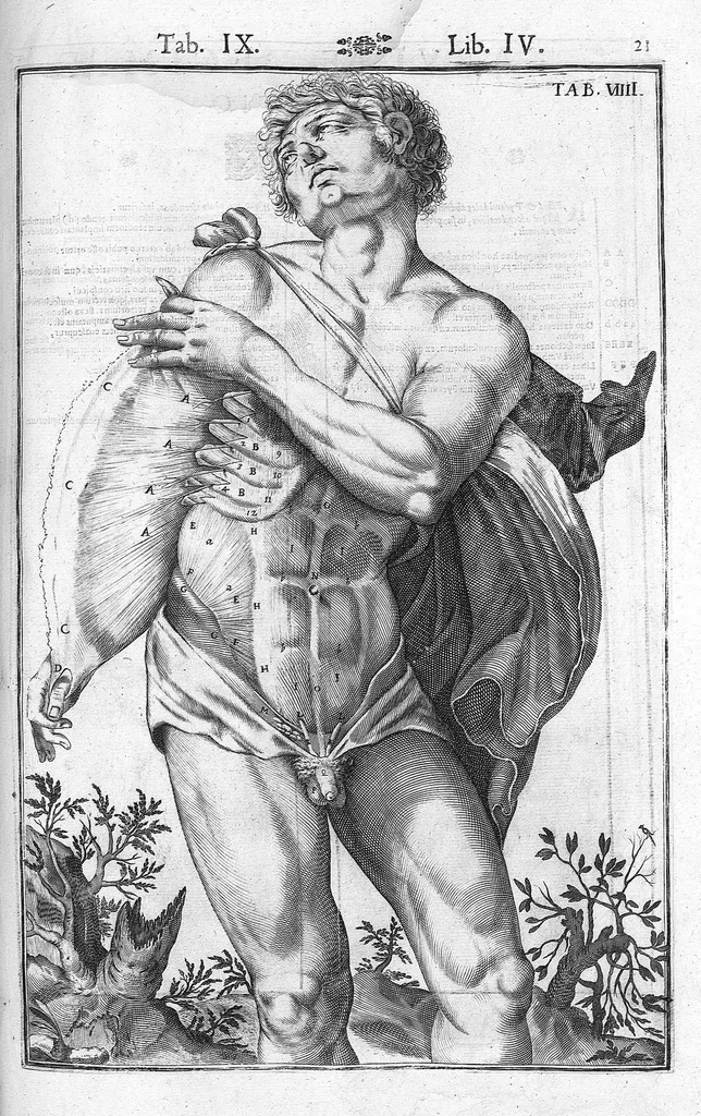 An illustration from Tabulae anatomicae LXXIIX omnes novae nec ante hac visae. Edit. par Daniel Bucretius, 1627, leaf 45