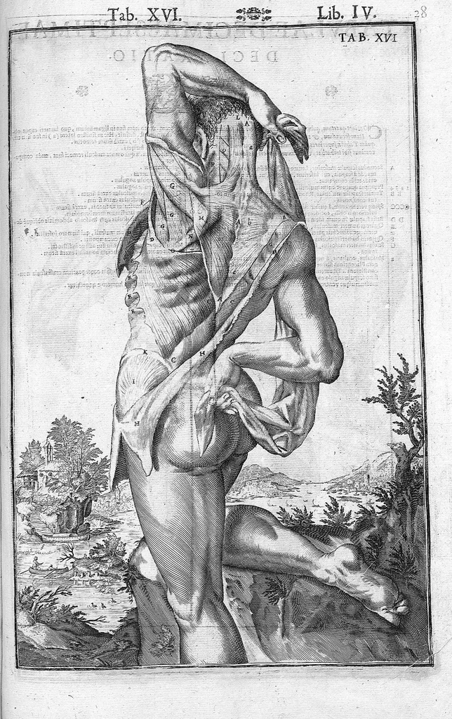An illustration from Tabulae anatomicae LXXIIX omnes novae nec ante hac visae. Edit. par Daniel Bucretius, 1627, leaf 59