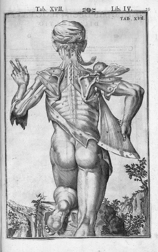 An illustration from Tabulae anatomicae LXXIIX omnes novae nec ante hac visae. Edit. par Daniel Bucretius, 1627, leaf 61
