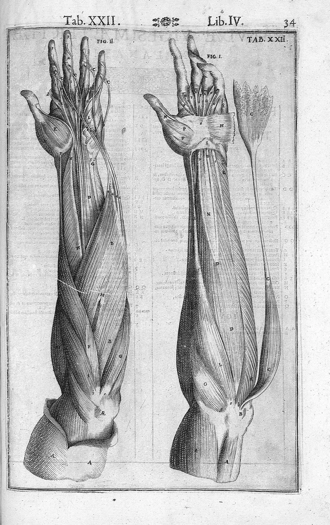 An illustration from Tabulae anatomicae LXXIIX omnes novae nec ante hac visae. Edit. par Daniel Bucretius, 1627, leaf 71