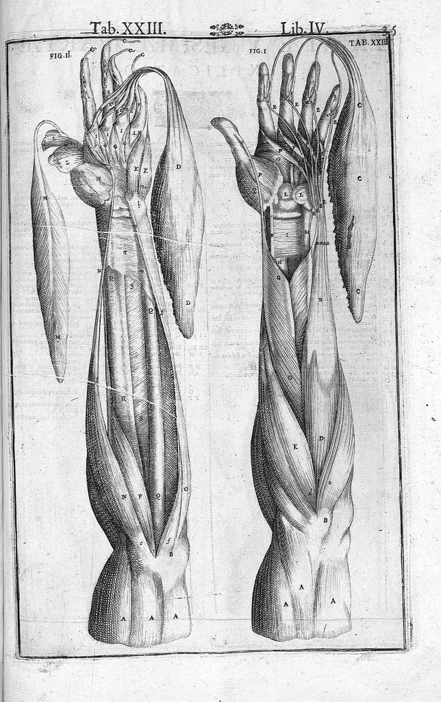 An illustration from Tabulae anatomicae LXXIIX omnes novae nec ante hac visae. Edit. par Daniel Bucretius, 1627, leaf 73