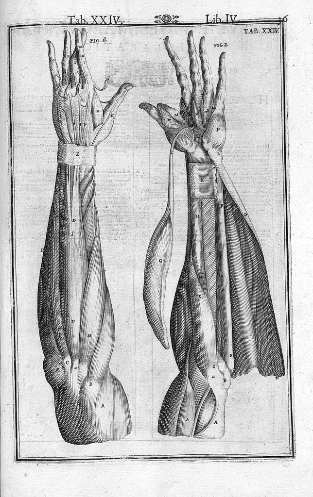 An illustration from Tabulae anatomicae LXXIIX omnes novae nec ante hac visae. Edit. par Daniel Bucretius, 1627, leaf 75