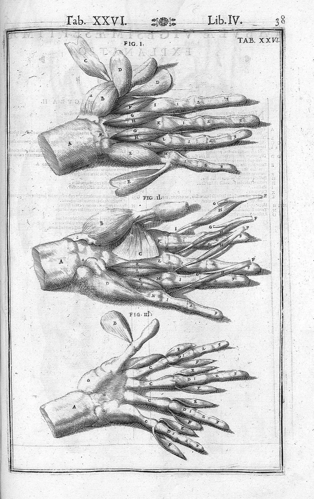 An illustration from Tabulae anatomicae LXXIIX omnes novae nec ante hac visae. Edit. par Daniel Bucretius, 1627, leaf 79