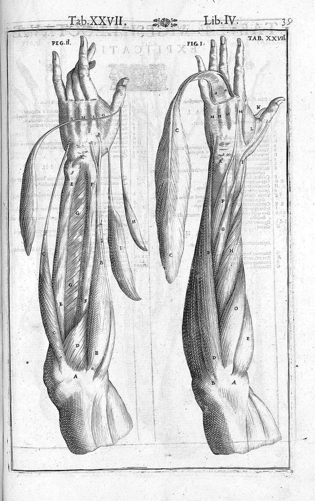 An illustration from Tabulae anatomicae LXXIIX omnes novae nec ante hac visae. Edit. par Daniel Bucretius, 1627, leaf 81