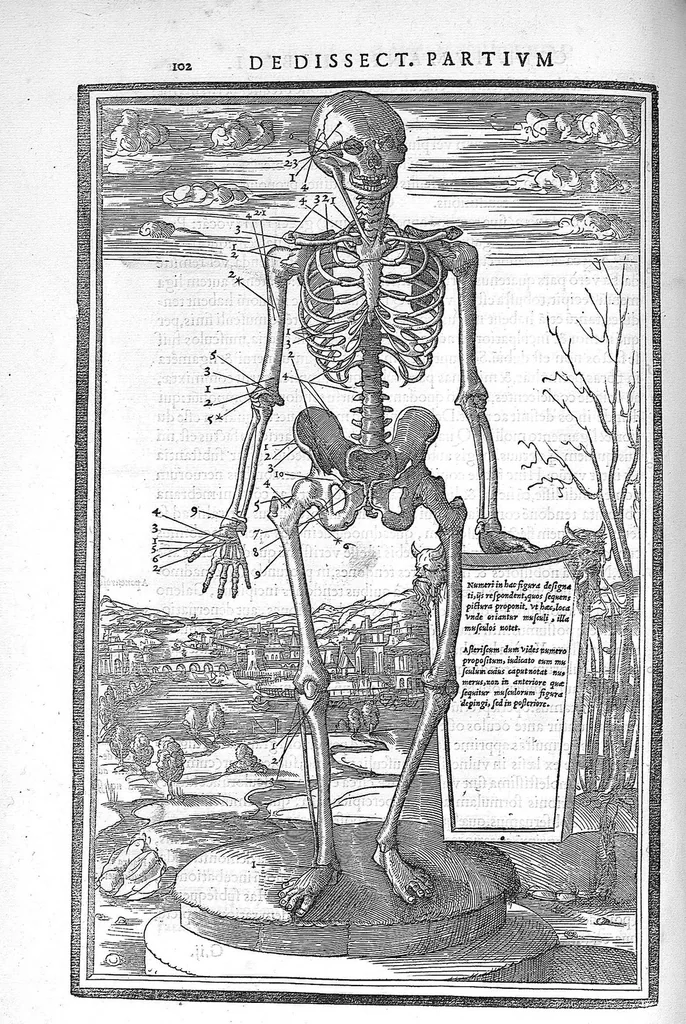 An illustration from De dissectione partium corporis humani libri tres, à Carolo Stephano, doctore Medico, editi. Unà cum figuris, et incisionum declarationibus, à Stephano Riverio Chirurgo compositis, 1545, leaf 122