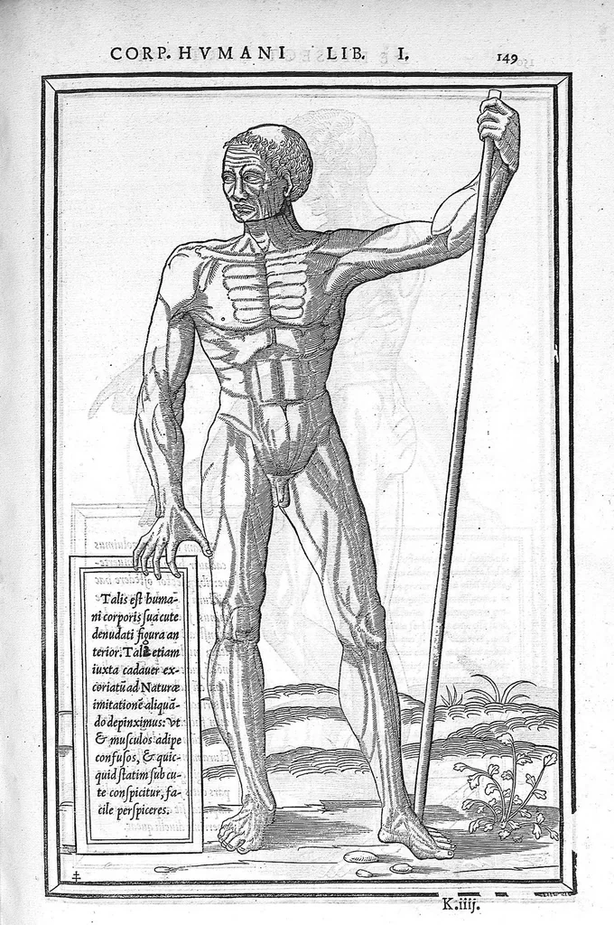 An illustration from De dissectione partium corporis humani libri tres, à Carolo Stephano, doctore Medico, editi. Unà cum figuris, et incisionum declarationibus, à Stephano Riverio Chirurgo compositis, 1545, leaf 173