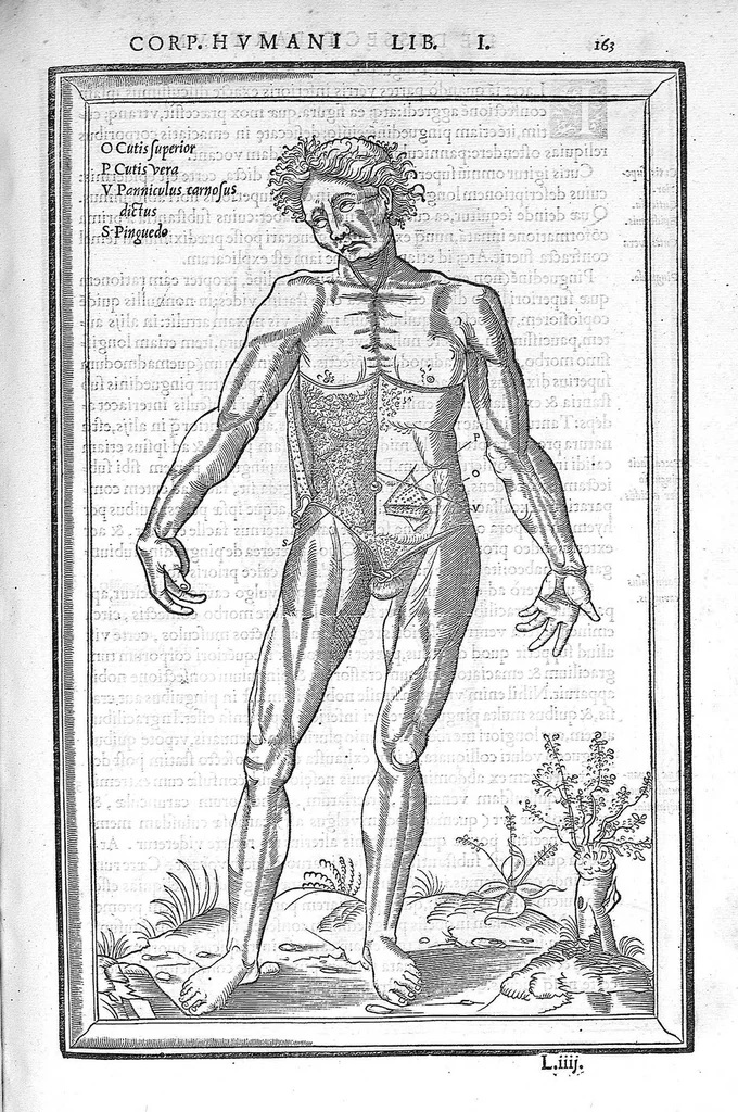 An illustration from De dissectione partium corporis humani libri tres, à Carolo Stephano, doctore Medico, editi. Unà cum figuris, et incisionum declarationibus, à Stephano Riverio Chirurgo compositis, 1545, leaf 189