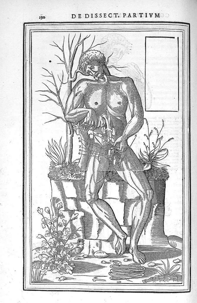 An illustration from De dissectione partium corporis humani libri tres, à Carolo Stephano, doctore Medico, editi. Unà cum figuris, et incisionum declarationibus, à Stephano Riverio Chirurgo compositis, 1545, leaf 216