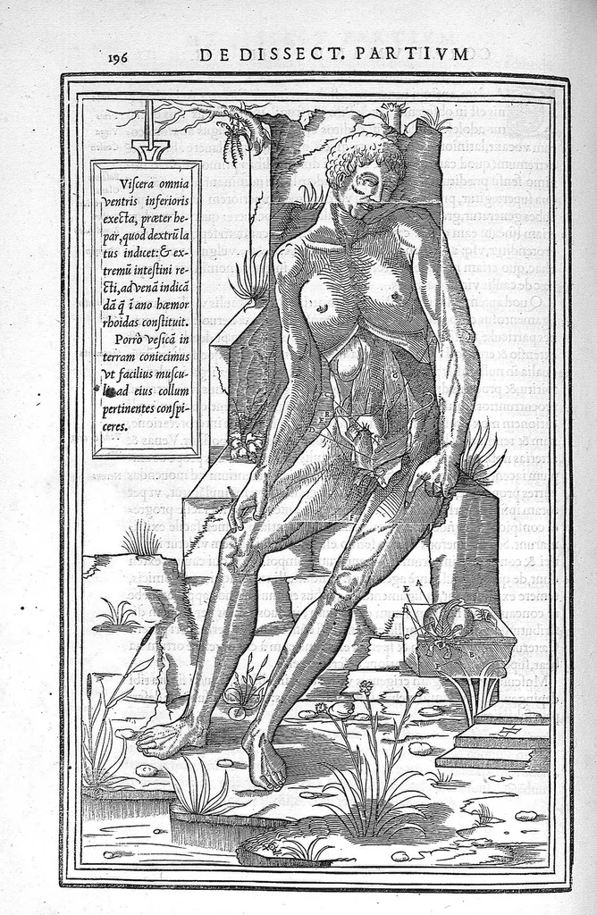 An illustration from De dissectione partium corporis humani libri tres, à Carolo Stephano, doctore Medico, editi. Unà cum figuris, et incisionum declarationibus, à Stephano Riverio Chirurgo compositis, 1545, leaf 222