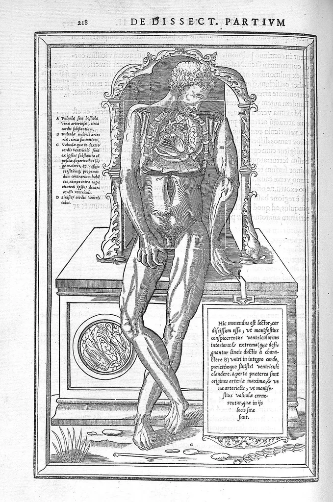 An illustration from De dissectione partium corporis humani libri tres, à Carolo Stephano, doctore Medico, editi. Unà cum figuris, et incisionum declarationibus, à Stephano Riverio Chirurgo compositis, 1545, leaf 244