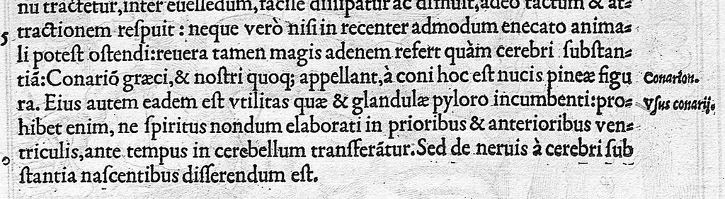 An illustration from De dissectione partium corporis humani libri tres, à Carolo Stephano, doctore Medico, editi. Unà cum figuris, et incisionum declarationibus, à Stephano Riverio Chirurgo compositis, 1545, leaf 271