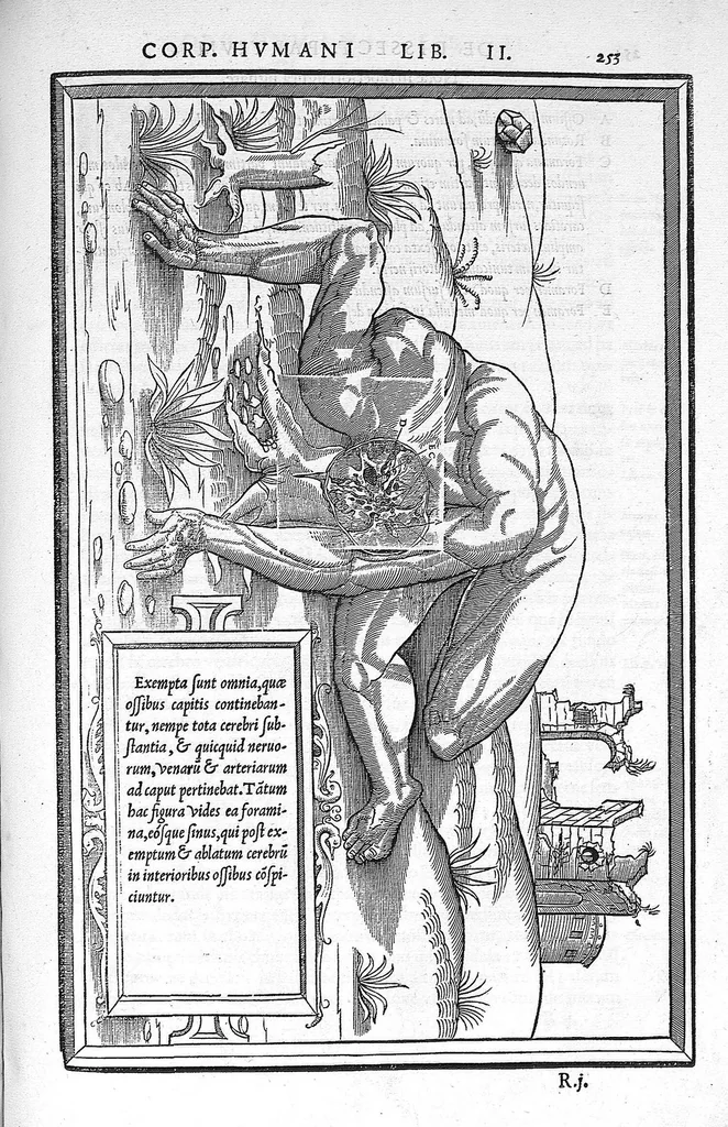 An illustration from De dissectione partium corporis humani libri tres, à Carolo Stephano, doctore Medico, editi. Unà cum figuris, et incisionum declarationibus, à Stephano Riverio Chirurgo compositis, 1545, leaf 279