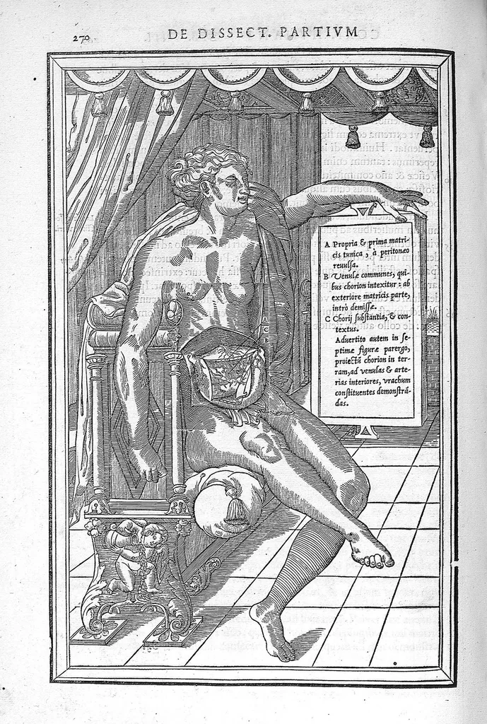 An illustration from De dissectione partium corporis humani libri tres, à Carolo Stephano, doctore Medico, editi. Unà cum figuris, et incisionum declarationibus, à Stephano Riverio Chirurgo compositis, 1545, leaf 296