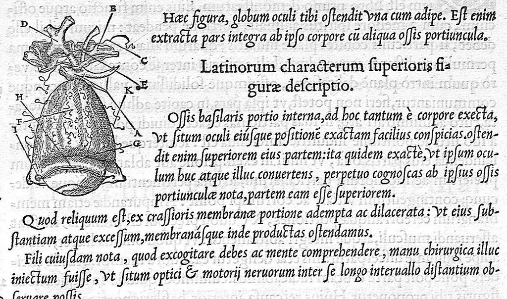 An illustration from De dissectione partium corporis humani libri tres, à Carolo Stephano, doctore Medico, editi. Unà cum figuris, et incisionum declarationibus, à Stephano Riverio Chirurgo compositis, 1545, leaf 317