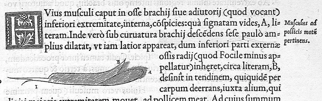 An illustration from De dissectione partium corporis humani libri tres, à Carolo Stephano, doctore Medico, editi. Unà cum figuris, et incisionum declarationibus, à Stephano Riverio Chirurgo compositis, 1545, leaf 339