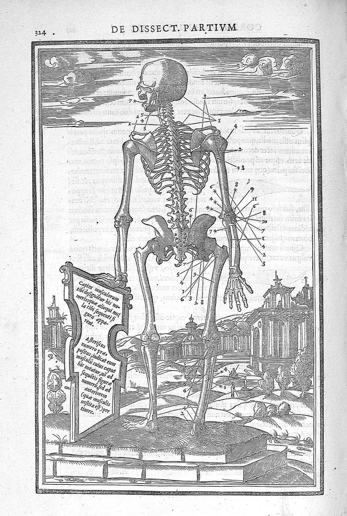 An illustration from De dissectione partium corporis humani libri tres, à Carolo Stephano, doctore Medico, editi. Unà cum figuris, et incisionum declarationibus, à Stephano Riverio Chirurgo compositis, 1545, leaf 348