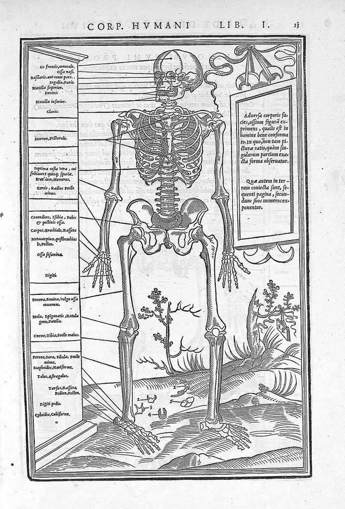 An illustration from De dissectione partium corporis humani libri tres, à Carolo Stephano, doctore Medico, editi. Unà cum figuris, et incisionum declarationibus, à Stephano Riverio Chirurgo compositis, 1545, leaf 35