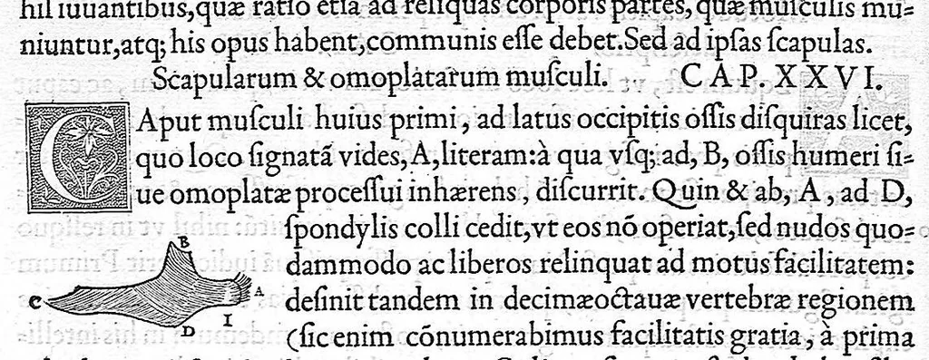 An illustration from De dissectione partium corporis humani libri tres, à Carolo Stephano, doctore Medico, editi. Unà cum figuris, et incisionum declarationibus, à Stephano Riverio Chirurgo compositis, 1545, leaf 352
