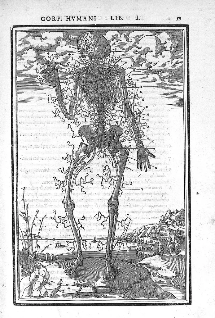An illustration from De dissectione partium corporis humani libri tres, à Carolo Stephano, doctore Medico, editi. Unà cum figuris, et incisionum declarationibus, à Stephano Riverio Chirurgo compositis, 1545, leaf 81
