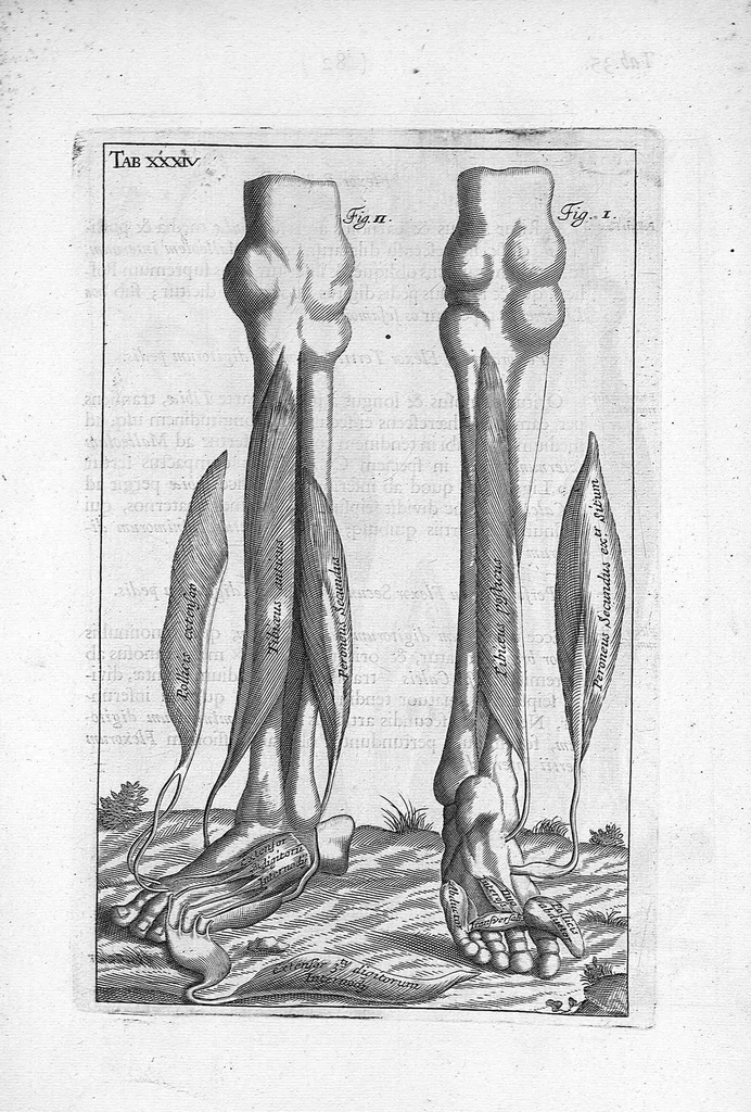 An illustration from Myographia Nova sive Musculorum omnium (in Corpore Humano hactenus repertorum) accuratissima descriptio..., 1684, leaf 100
