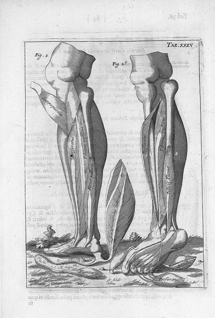 An illustration from Myographia Nova sive Musculorum omnium (in Corpore Humano hactenus repertorum) accuratissima descriptio..., 1684, leaf 102
