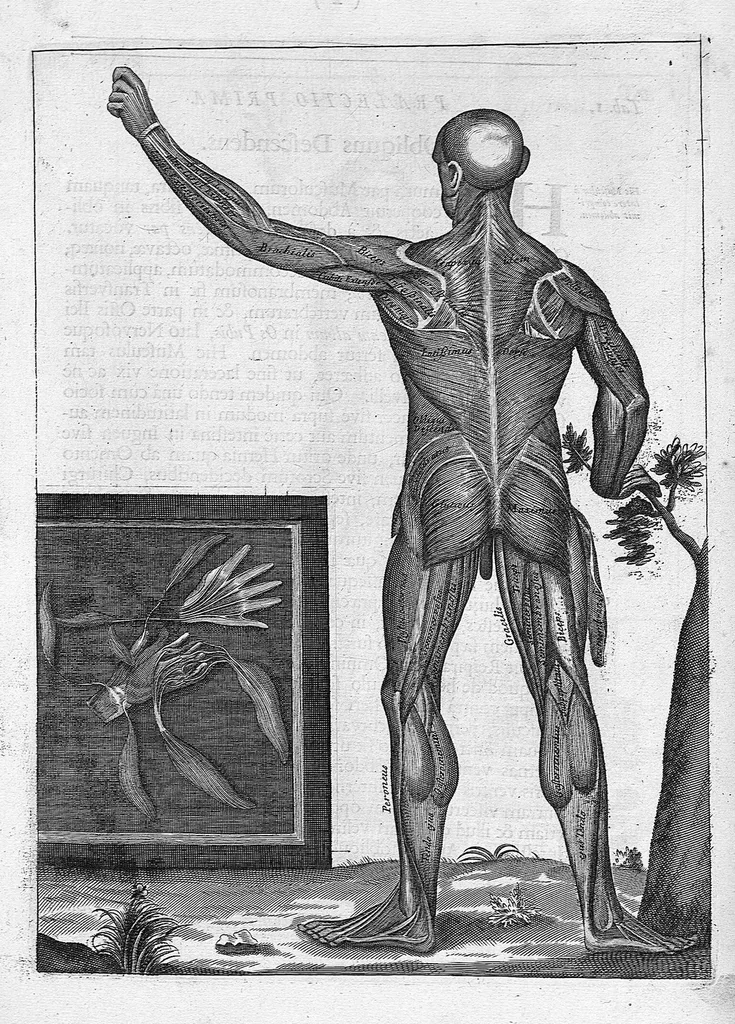 An illustration from Myographia Nova sive Musculorum omnium (in Corpore Humano hactenus repertorum) accuratissima descriptio..., 1684, leaf 18