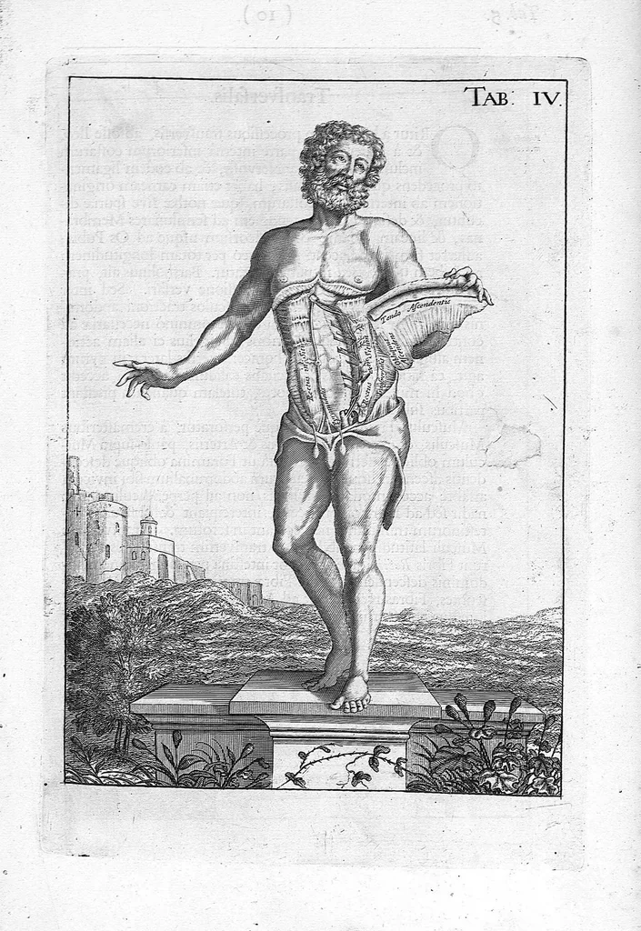 An illustration from Myographia Nova sive Musculorum omnium (in Corpore Humano hactenus repertorum) accuratissima descriptio..., 1684, leaf 26