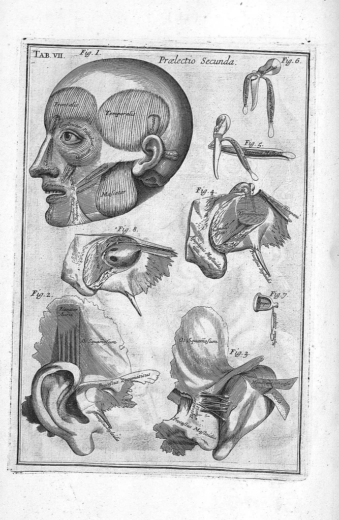 An illustration from Myographia Nova sive Musculorum omnium (in Corpore Humano hactenus repertorum) accuratissima descriptio..., 1684, leaf 31