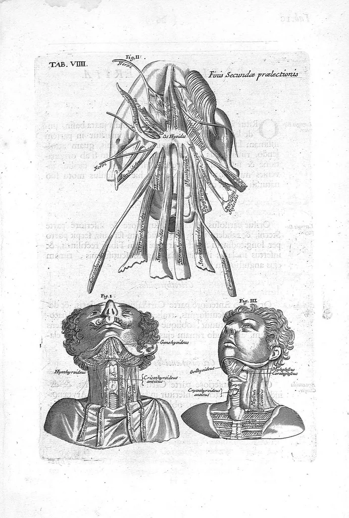 An illustration from Myographia Nova sive Musculorum omnium (in Corpore Humano hactenus repertorum) accuratissima descriptio..., 1684, leaf 42