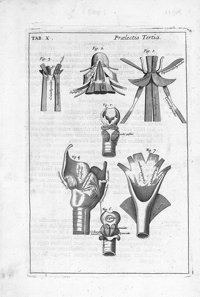 An illustration from Myographia Nova sive Musculorum omnium (in Corpore Humano hactenus repertorum) accuratissima descriptio..., 1684, leaf 46