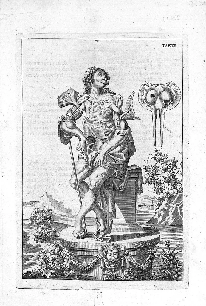 An illustration from Myographia Nova sive Musculorum omnium (in Corpore Humano hactenus repertorum) accuratissima descriptio..., 1684, leaf 52